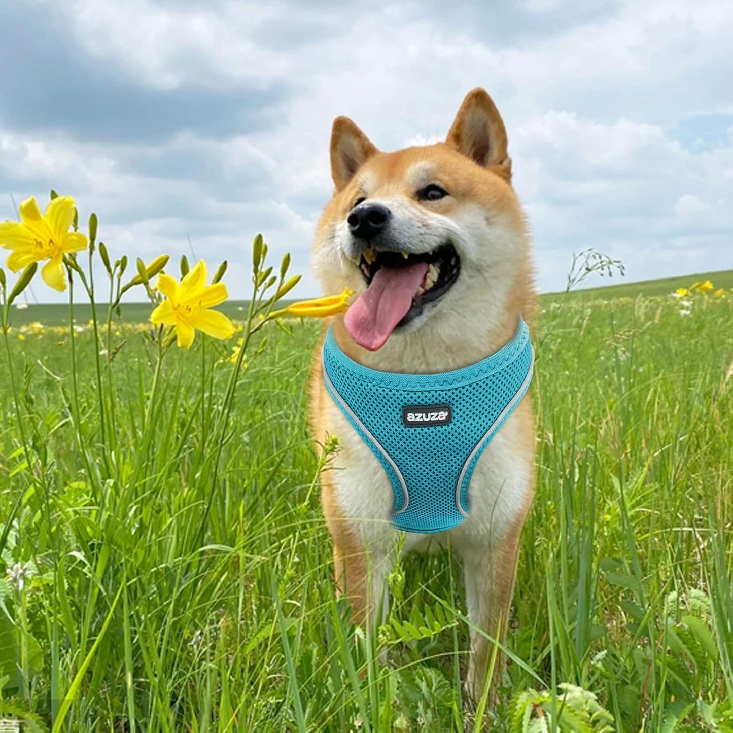 Dog Harness for Small Dogs - Reflective Soft Mesh Small Dog Vest Step-In Harness for Puppies - Teal Blue, XS: 15"-17"